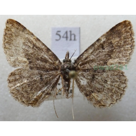 Parascotia fuliginaria (Linnaeus, 1761) female Hubiarka sadzówka Czech54h